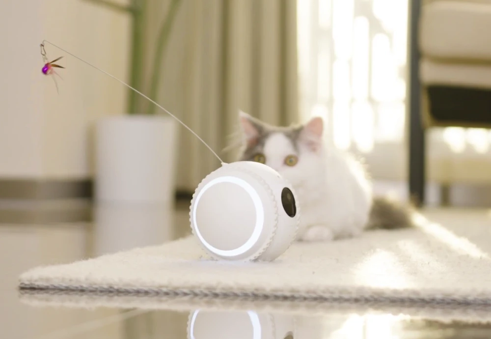 pet camera for cats